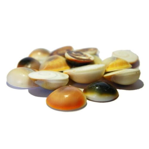 11 Adet Büyük Boy Yılancık Taşı